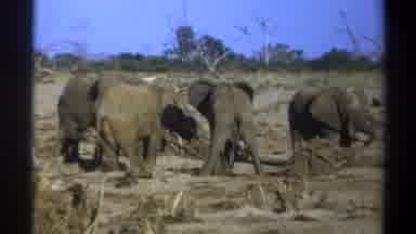 Cape Town South Africa (1969): Elephants Grazing Dry Land Natural Habitat Ears