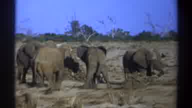 Cape Town South Africa (1969): A Herd Of Elephants Standing Around Near A Barren