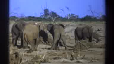 Cape Town South Africa (1969): Elephant Family In Their Morning Routine Through