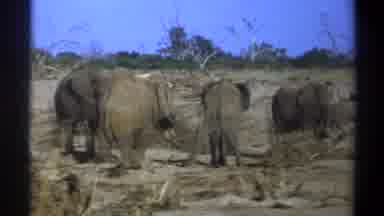 Cape Town South Africa (1969): Four Elephants Roaming And Swinging Their Tails In