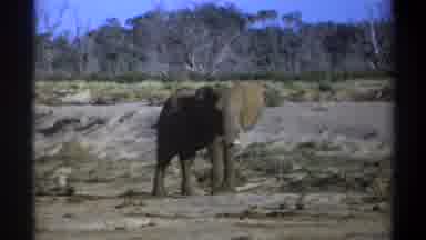 Cape Town South Africa (1969): An Gray Elephant With Long White Tusks Looks Side