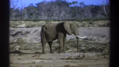 Cape Town South Africa (1969): A Lone Elephant Standing In The Middle Of Its