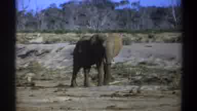 Cape Town South Africa (1969): A Big Fat Elephant Moving Back From His Place