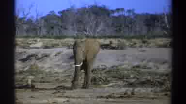 Cape Town South Africa (1969): Very Big Lonely Elephant In The Savannah Looking