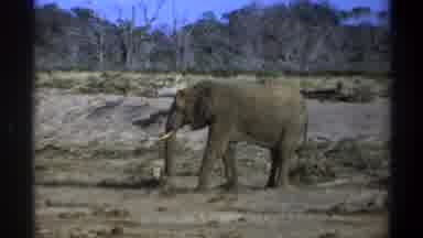 Cape Town South Africa (1969): A Massive Male Elephant Walks Alone In A Small