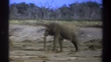 Cape Town South Africa (1969): A Large Gray Elephant Walking Through A Muddy Area