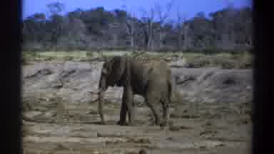 Cape Town South Africa (1969): Elephant Walking Slow Africa Savannah