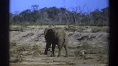 Cape Town South Africa (1969): Elephant In The Wild Pauses Mid-Step To Turn And