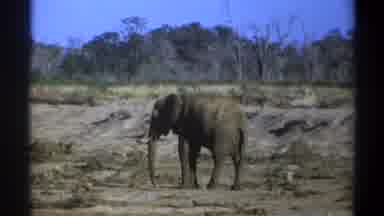 Cape Town South Africa-1969: The Elephant Standing On The Forest