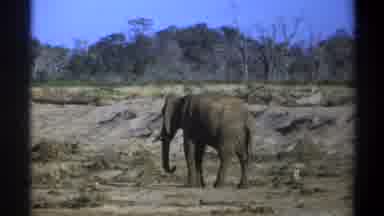 Cape Town South Africa (1969): The Elephants Were Roaming In The Forest And Eating