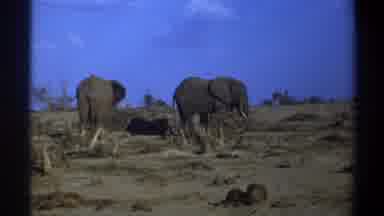 Cape Town South Africa (1969): Two Elephants On A Desert Savannah Landscape Few