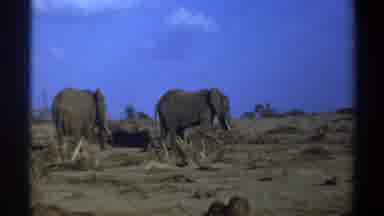 Cape Town South Africa (1969): Elephants Grazing In An Unknown Habitat Area That