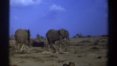 Cape Town South Africa (1969): Two Elephants In A Field With One Not Facing The
