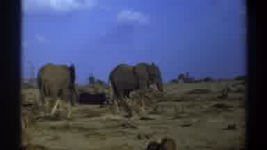Cape Town South Africa (1969): The Elephants Were Roaming In The Forest And Eating