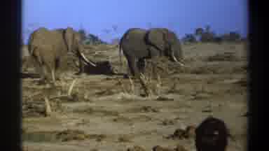 Cape Town South Africa (1969): Two Elephant On Savannah Woman In Red Shirt Brown