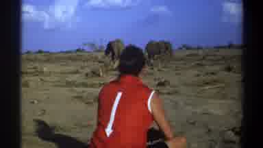 Cape Town South Africa (1969): Person In Red Vest Watching Elephants In Nature
