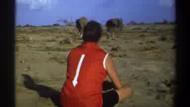CAPE TOWN SOUTH AFRICA-1969: Person Watching Elephants in Arid Landscape