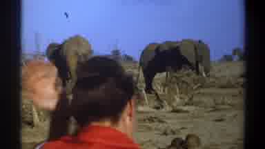 Cape Town South Africa (1969): Woman Watching Elephants Graze In A Field While