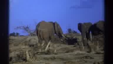 Cape Town South Africa (1969): Elephant Eat Savanna Wild Blue Sky Tree Eat Big