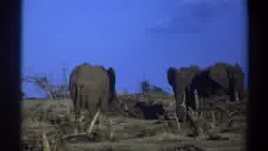 Cape Town South Africa (1969): Three Elephants In The Wild