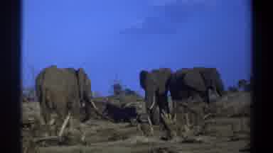 Cape Town South Africa (1969): Elephants Animals Outdoors Grey Wilderness Brush