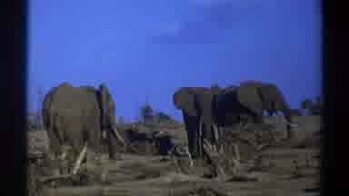 Cape Town South Africa (1969): Three Elephants Commune Together