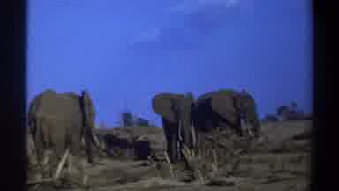Cape Town South Africa (1969): The Elephants Are There In Forest