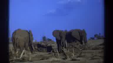 Cape Town South Africa (1969): Elephants Standing Around The Open Field