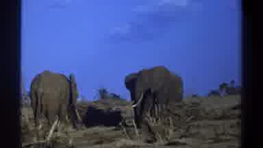 Cape Town South Africa (1969): Elephant Family Relaxes Under A Blue Sky