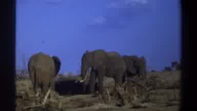 Cape Town South Africa (1969): The Elephant Walking In The Forest Elephant Is One