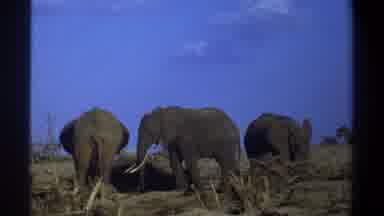 Cape Town South Africa (1969): Herd Of Three Elephants Walking And Grazing In