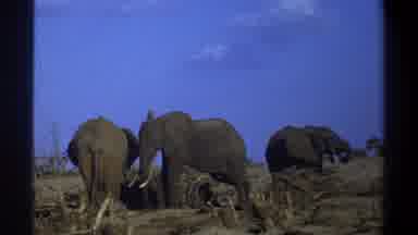 Cape Town South Africa (1969): Elephant Habitat Nature Security Man