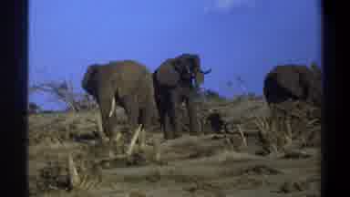 Cape Town South Africa (1969): Three Wild Elephants With Large Ears In A Forest
