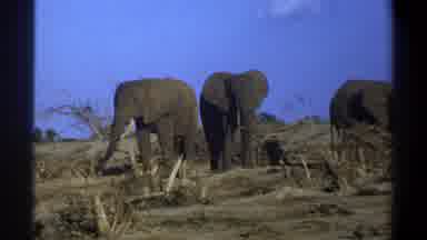 Cape Town South Africa (1969): A Herd Of Elephants Looking For Food Amid Summer