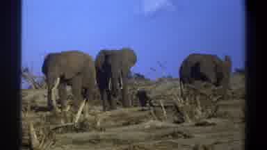 Cape Town South Africa (1969): Three Elephants Stand In An Area Of Dead Brush And