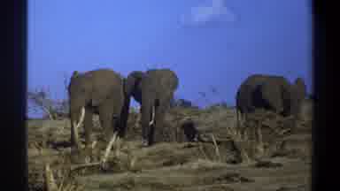 Cape Town South Africa (1969): Three Elephant Are Eating A Grass