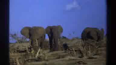 Cape Town South Africa (1969): The Elephant Walking In The Forest Elephant Is One
