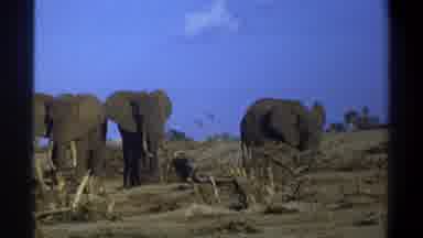 Cape Town South Africa (1969): Three Elephants Having A Good Day And Enjoying