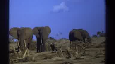 Cape Town South Africa (1969): Three Elephants In The Wild Trying To Eat