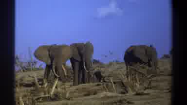 Cape Town South Africa (1969): Majestic Elephants Standing In An Arid Field In The