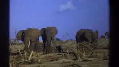 Cape Town South Africa (1969): Three Elephants Standing On Ungraded Under-Eaten