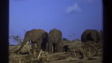 Cape Town South Africa (1969): Three Elephants Standing In Barren Field On Clear