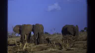 Cape Town South Africa (1969): Three Elephants Grazing Near Trees During The Day