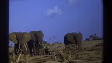 Cape Town South Africa (1969): Elephants In Their Natural Habitat