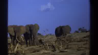 Cape Town South Africa (1969): Three Elephants Graze In The Wild