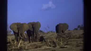 Cape Town South Africa (1969): Three Men Stand Overlooking Three Large Elephants