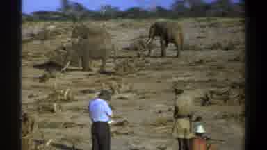 Cape Town South Africa (1969): Elephant People Ground Dirt Blue Shirt Watching