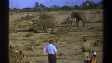 Cape Town South Africa (1969): Safari Expedition Observing Elephants On The