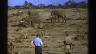 Cape Town South Africa (1969): Elephant Walking In Forest