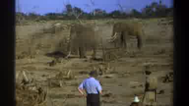 Cape Town South Africa (1969): Man In Blue Shirt Watches Elephants On A Clear Day